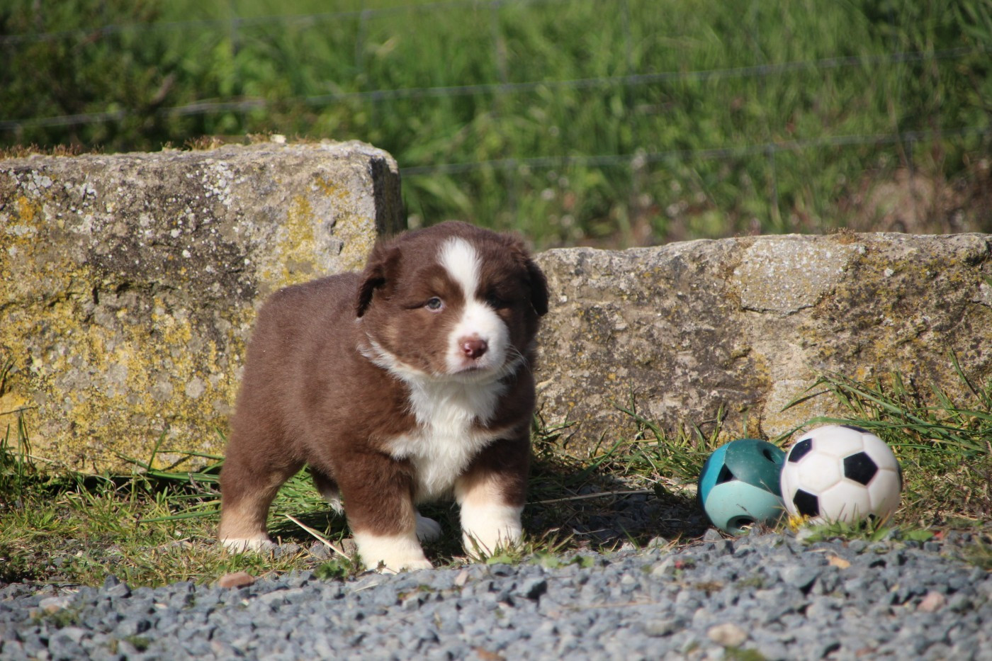 Des sources sacrees - Chiots disponibles - Berger Américain Miniature 