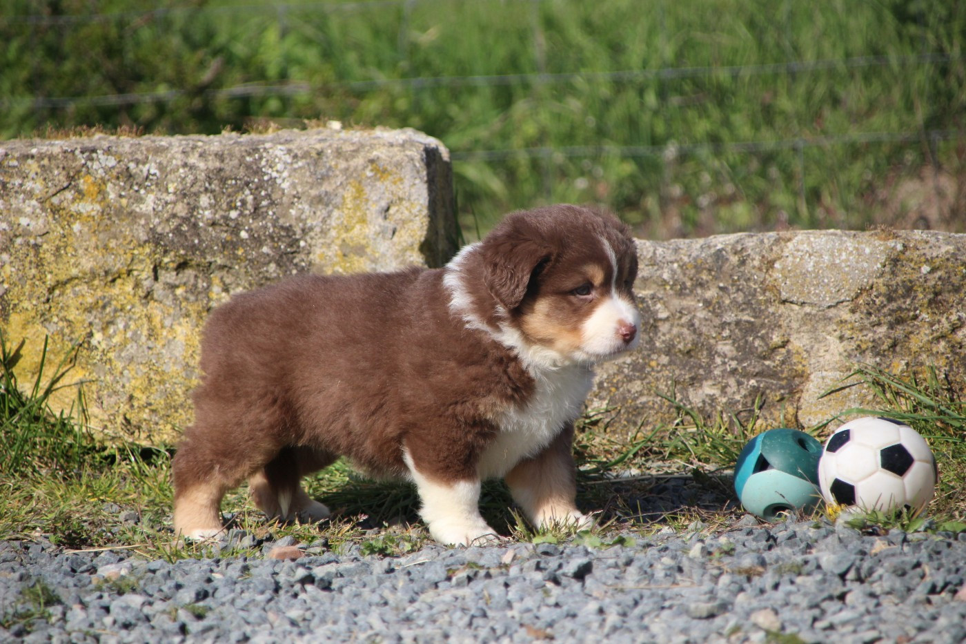 Des sources sacrees - Chiots disponibles - Berger Américain Miniature 