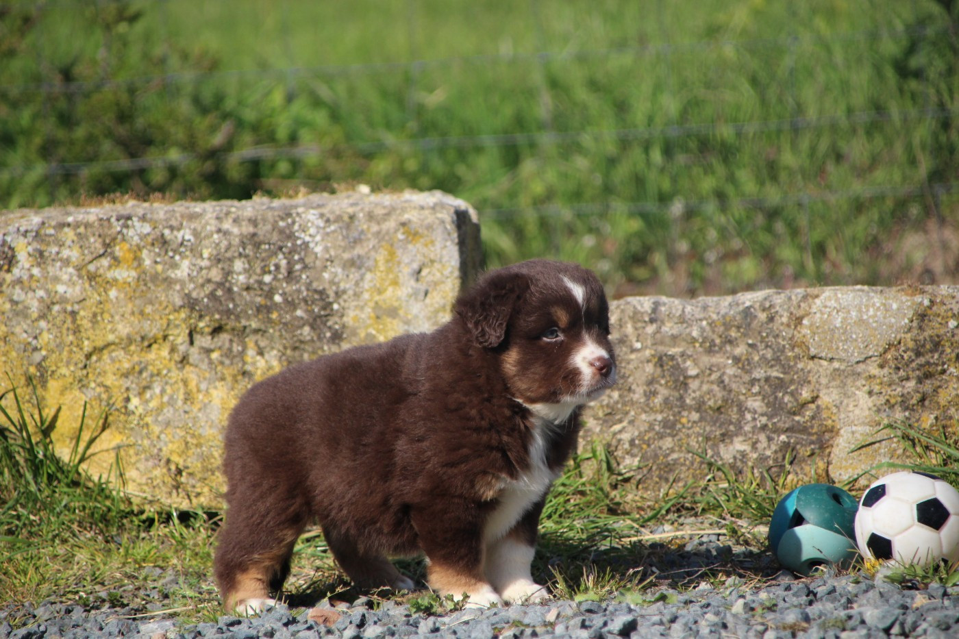 Des sources sacrees - Chiots disponibles - Berger Américain Miniature 