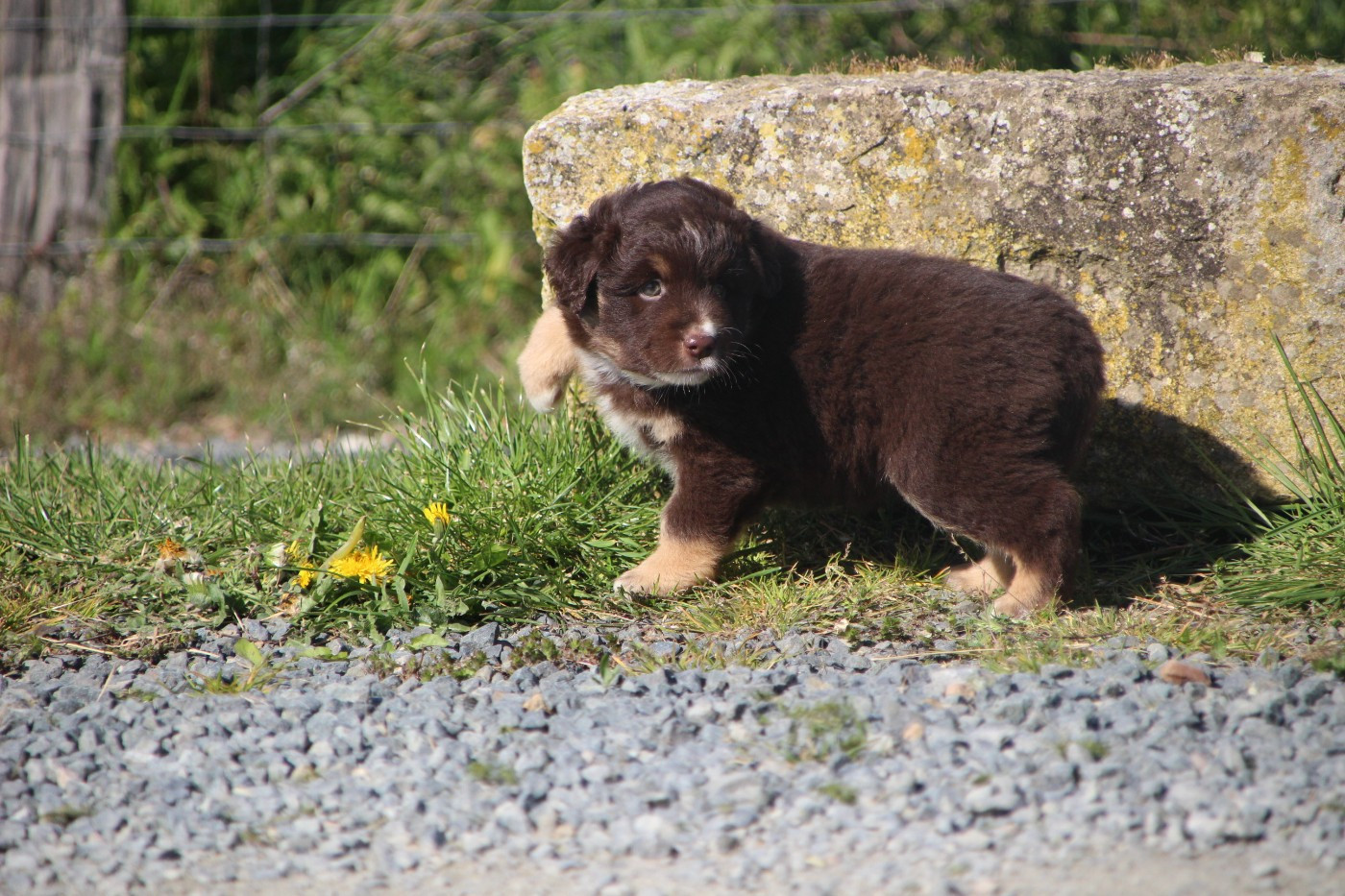 Des sources sacrees - Chiots disponibles - Berger Américain Miniature 