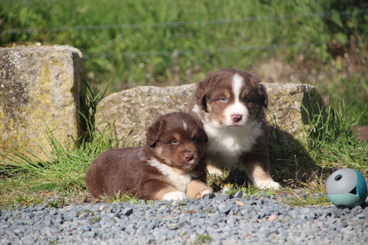 Chiot Berger Américain Miniature  Des sources sacrees