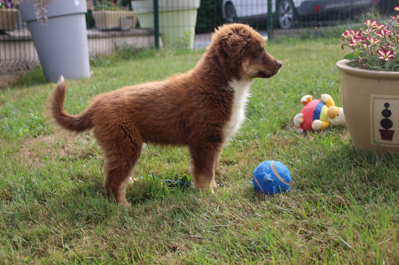 Des sources sacrees - Chiots disponibles - Berger Américain Miniature 