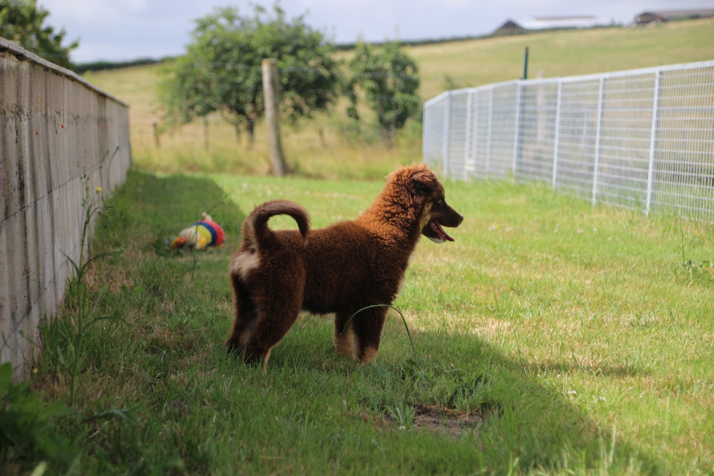 Des sources sacrees - Chiots disponibles - Berger Américain Miniature 