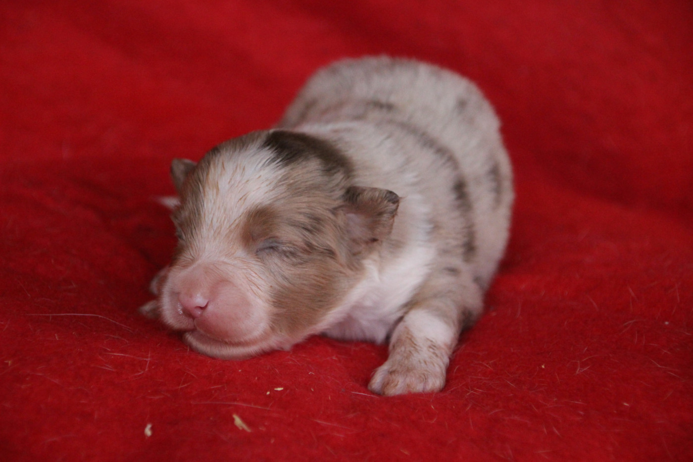 Des sources sacrees - Chiots disponibles - Berger Américain Miniature 