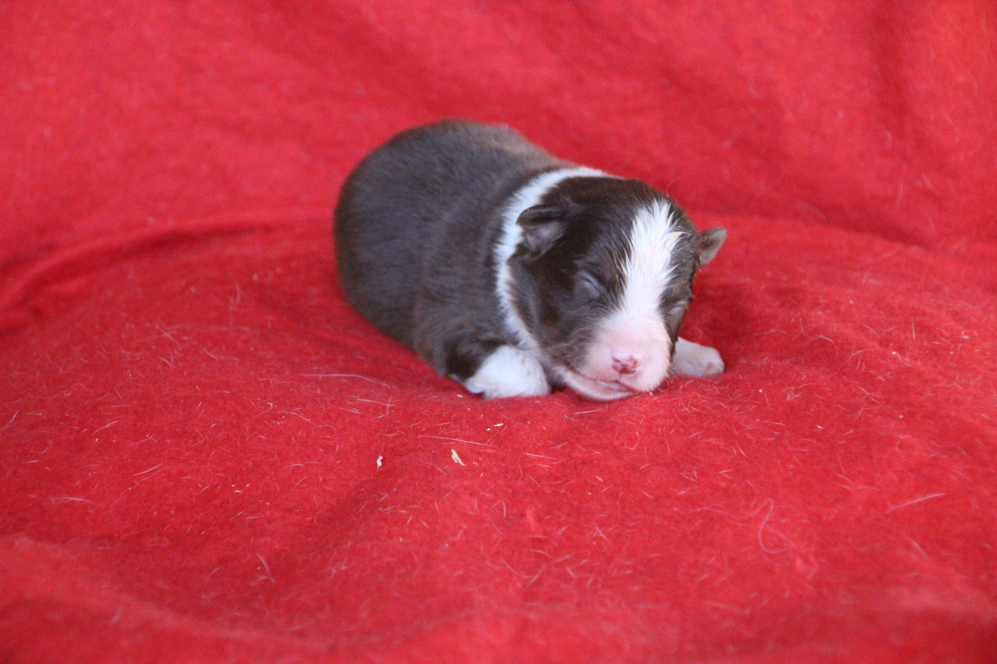Des sources sacrees - Chiots disponibles - Berger Américain Miniature 