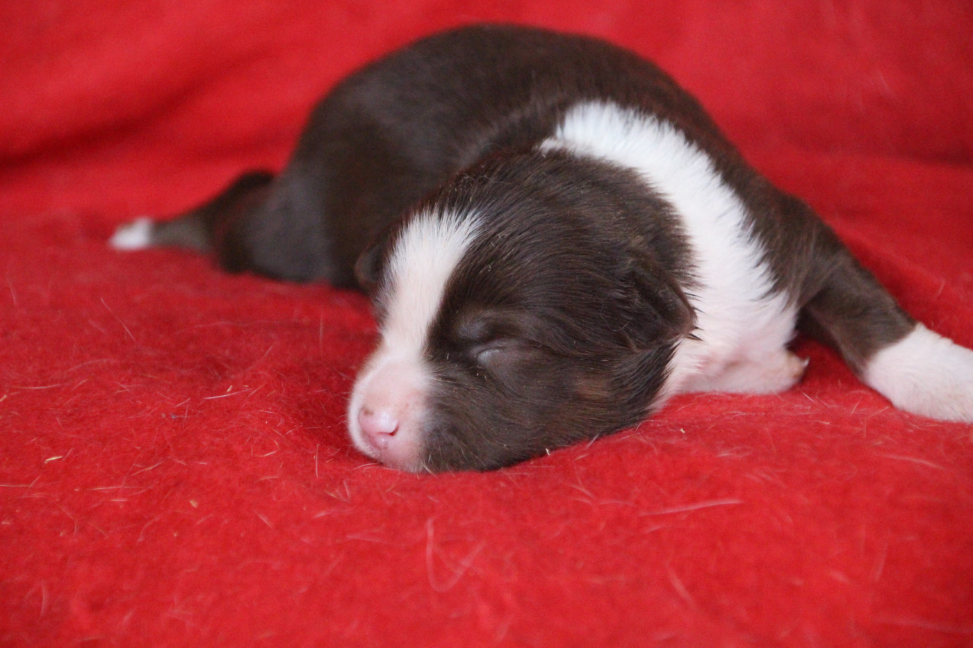 Des sources sacrees - Chiots disponibles - Berger Américain Miniature 