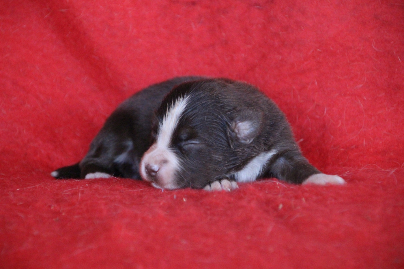 Des sources sacrees - Chiots disponibles - Berger Américain Miniature 