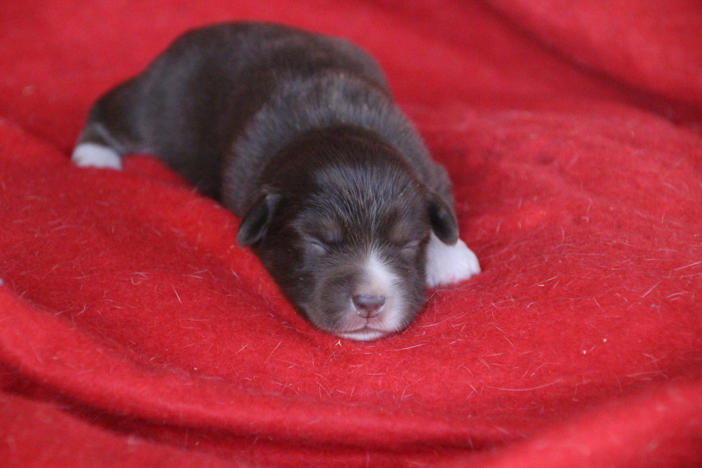 Des sources sacrees - Chiots disponibles - Berger Américain Miniature 