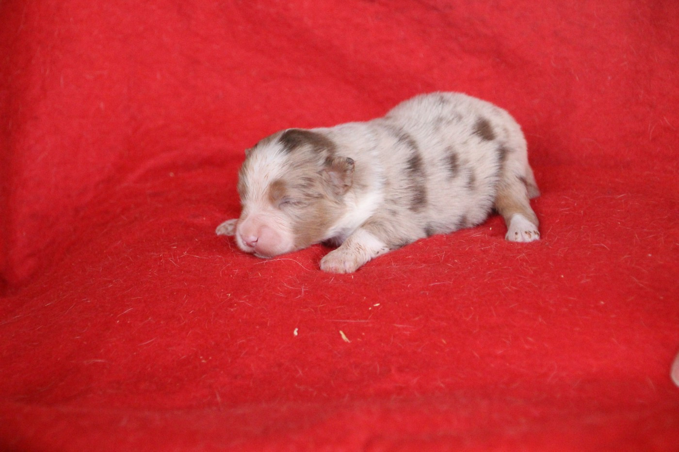 Chiot Berger Américain Miniature  Des sources sacrees