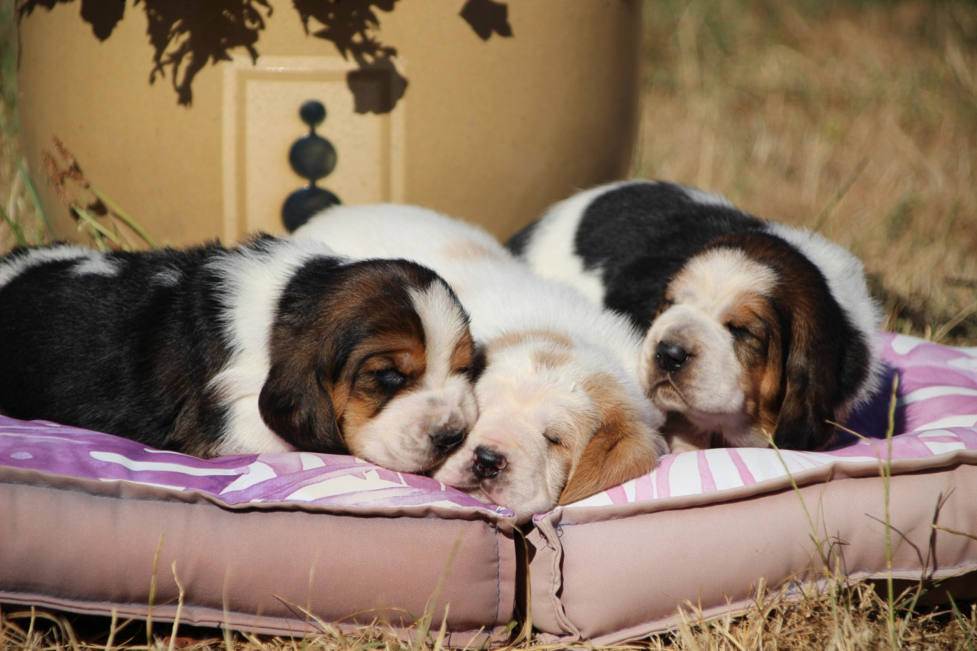 Chiot Basset Hound Des sources sacrees
