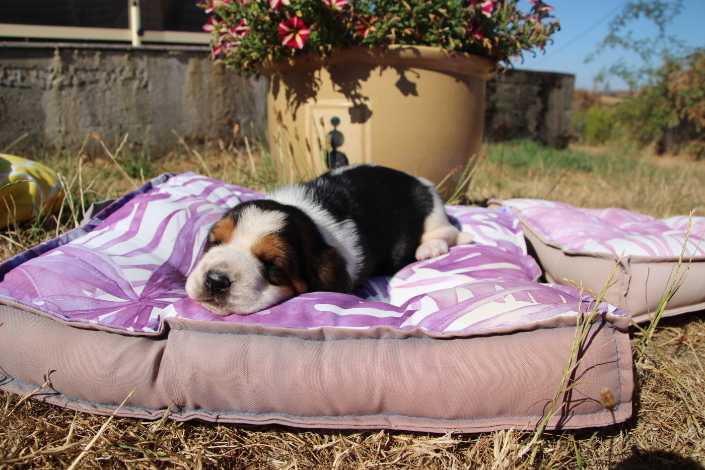 Des sources sacrees - Chiots disponibles - Basset Hound
