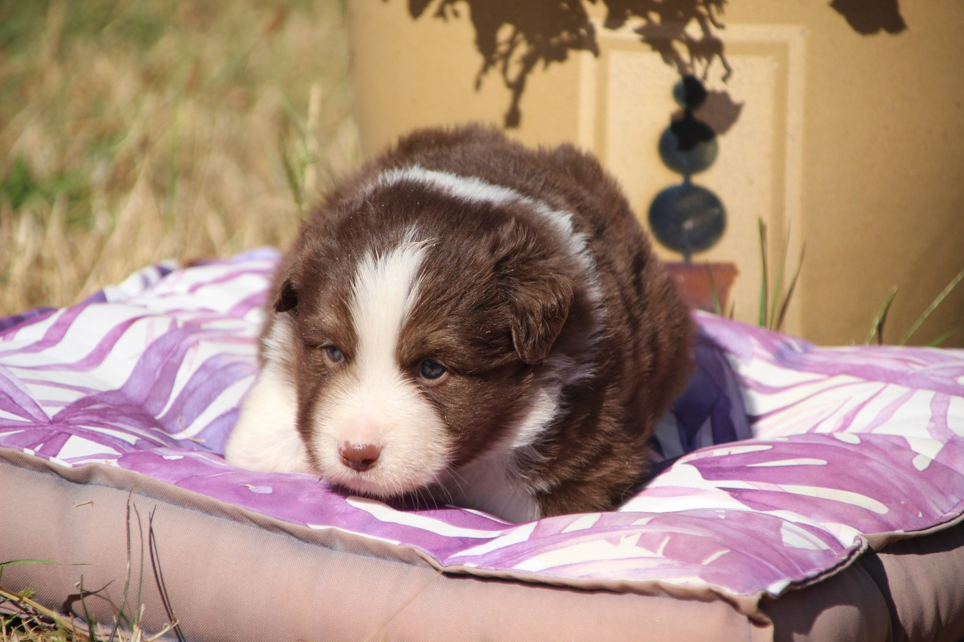 Des sources sacrees - Chiots disponibles - Berger Américain Miniature 