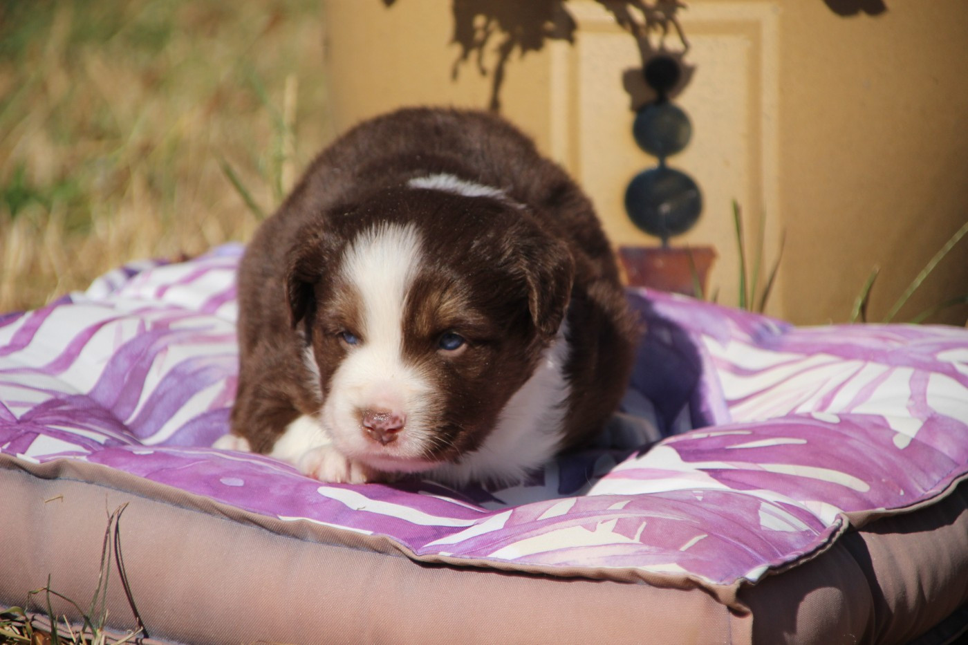 Des sources sacrees - Chiots disponibles - Berger Américain Miniature 