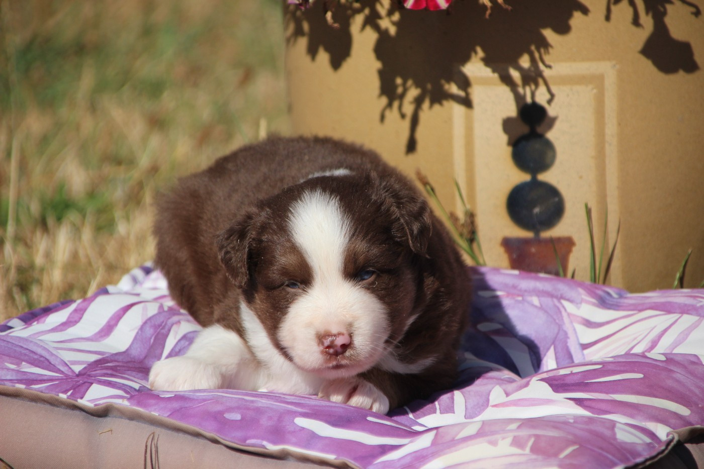 Des sources sacrees - Chiots disponibles - Berger Américain Miniature 