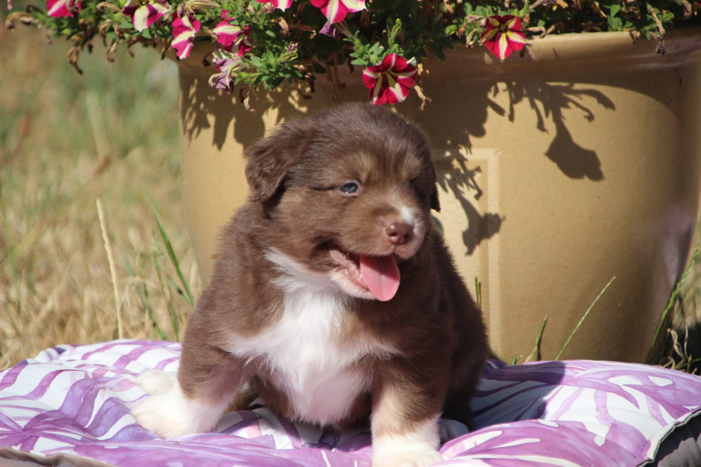 Des sources sacrees - Chiots disponibles - Berger Américain Miniature 