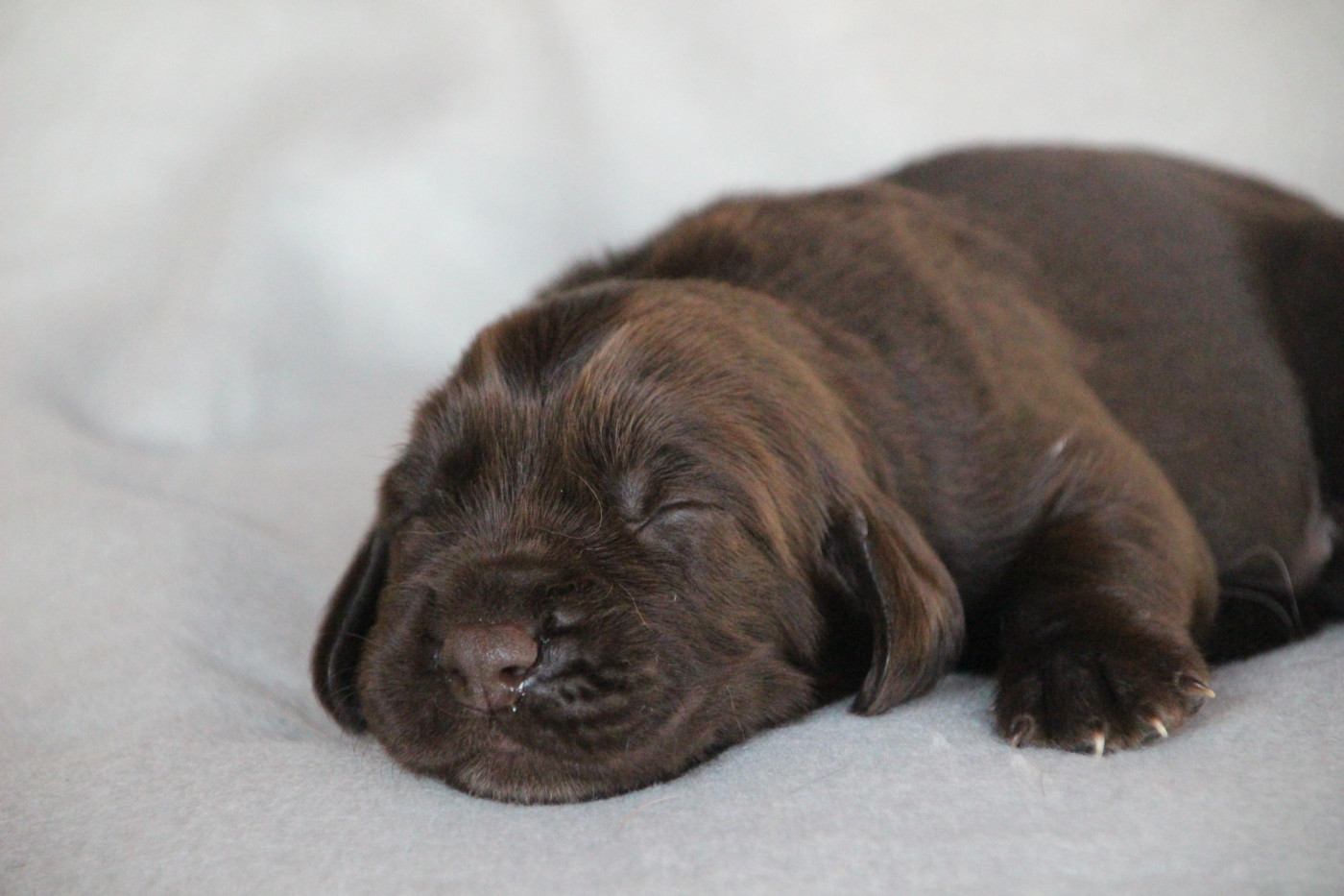 Chiot Chien d'Oysel allemand Des sources sacrees