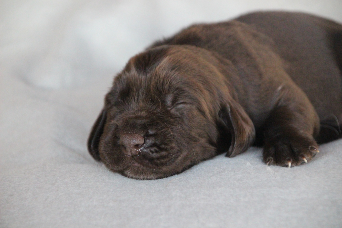 Des sources sacrees - Chiots disponibles - Chien d'Oysel allemand