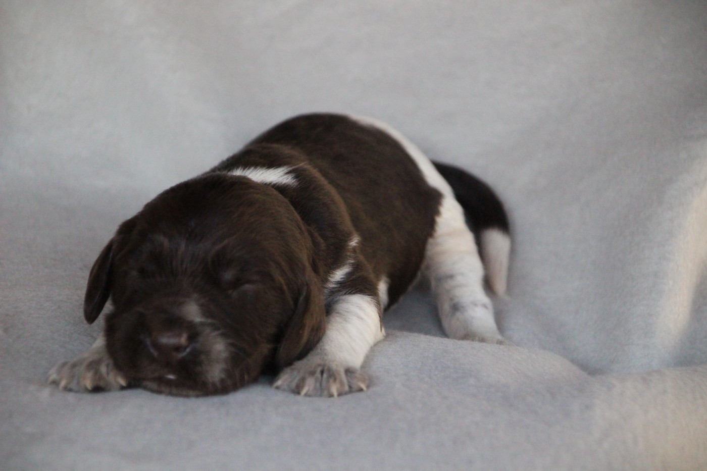 Des sources sacrees - Chiots disponibles - Chien d'Oysel allemand