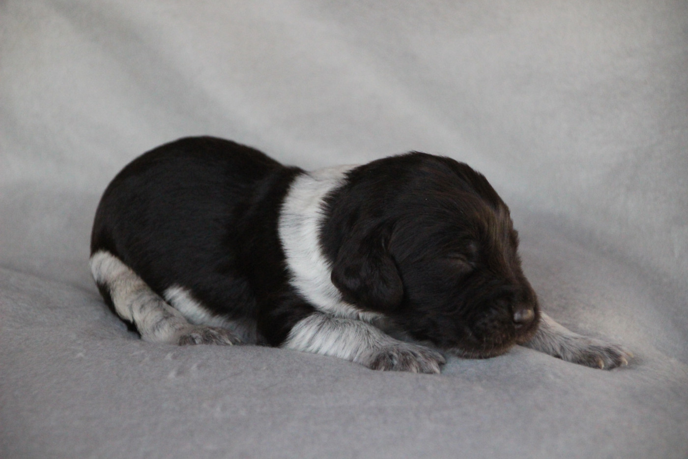 Des sources sacrees - Chiots disponibles - Chien d'Oysel allemand