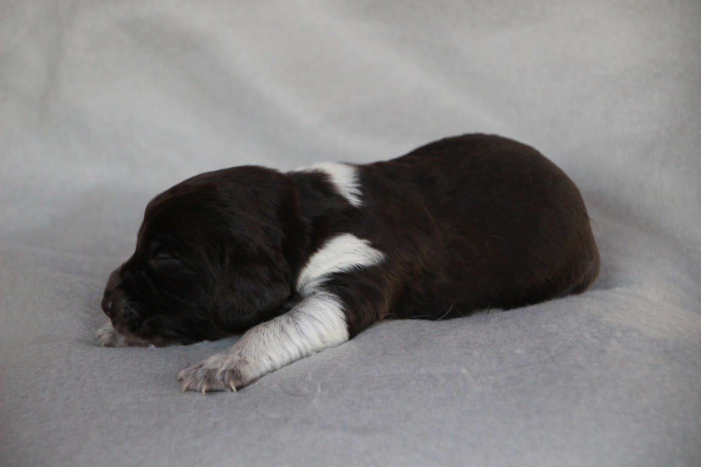Des sources sacrees - Chiots disponibles - Chien d'Oysel allemand