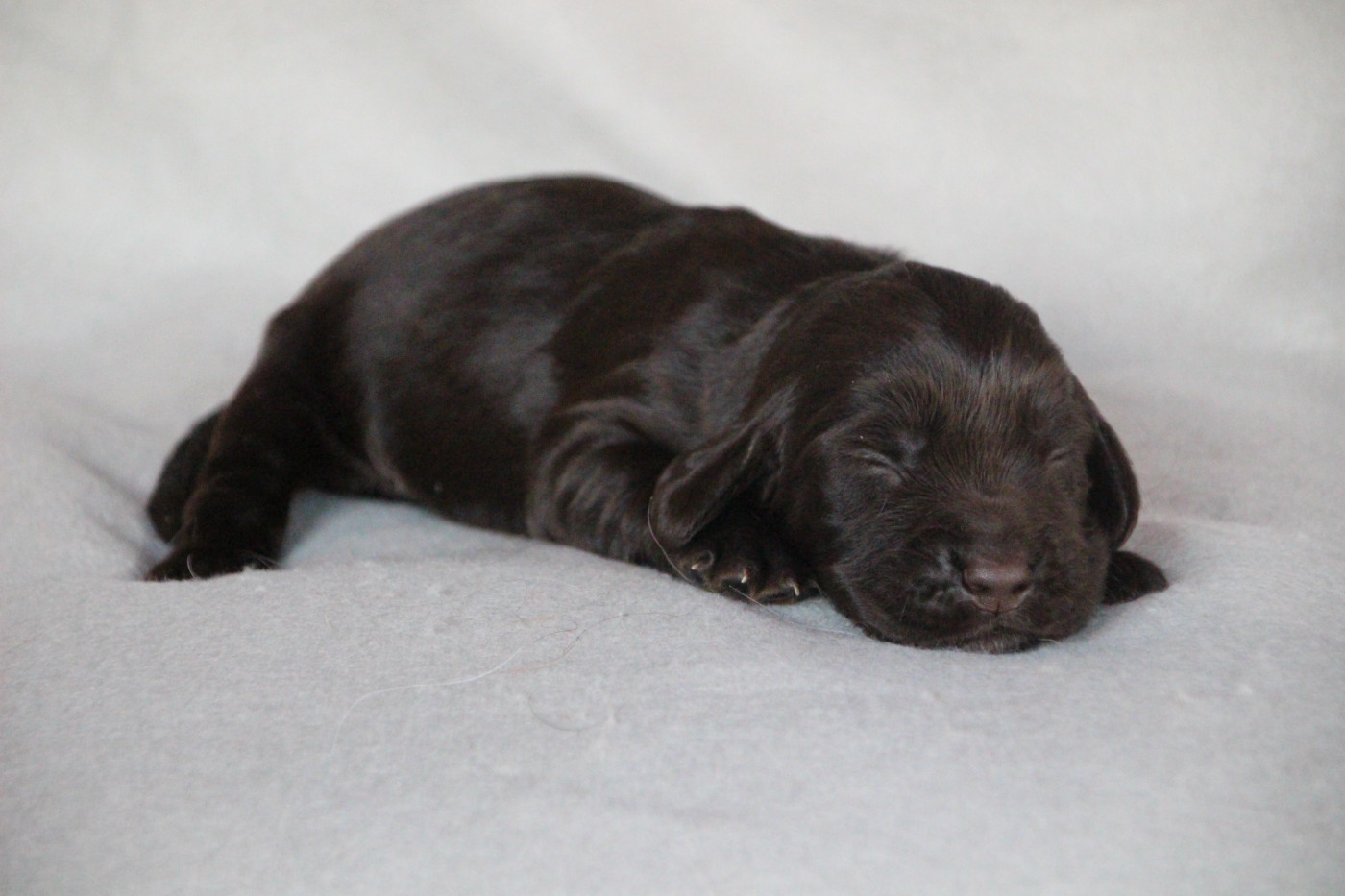 Des sources sacrees - Chiots disponibles - Chien d'Oysel allemand