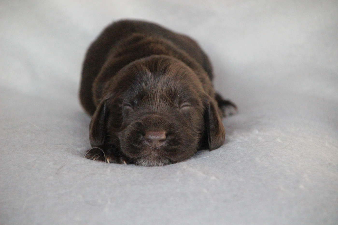 Des sources sacrees - Chiots disponibles - Chien d'Oysel allemand