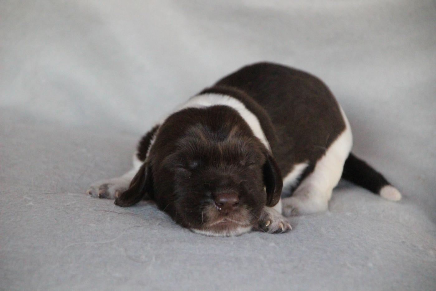 Des sources sacrees - Chiots disponibles - Chien d'Oysel allemand