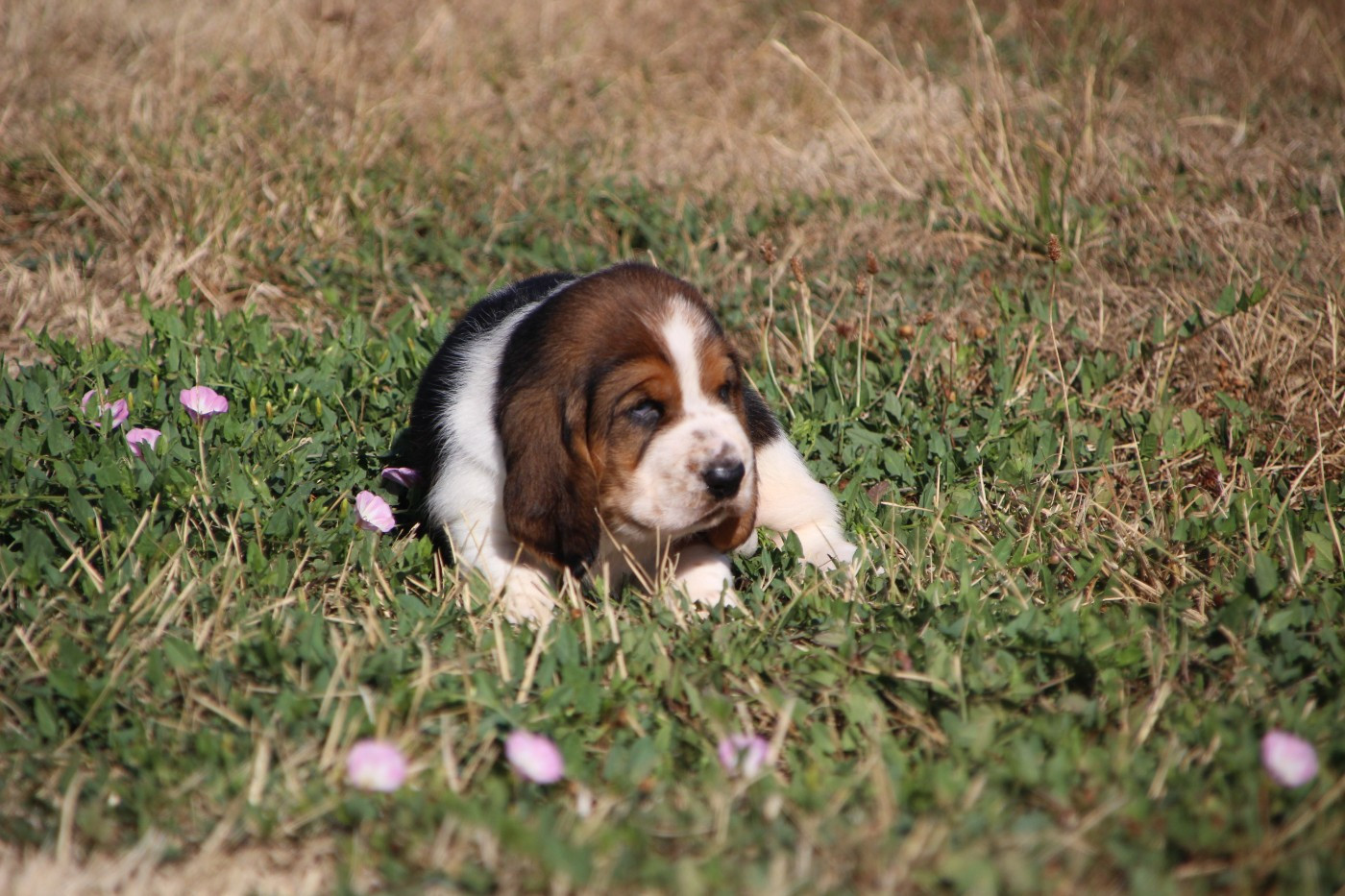 Des sources sacrees - Chiots disponibles - Basset Hound