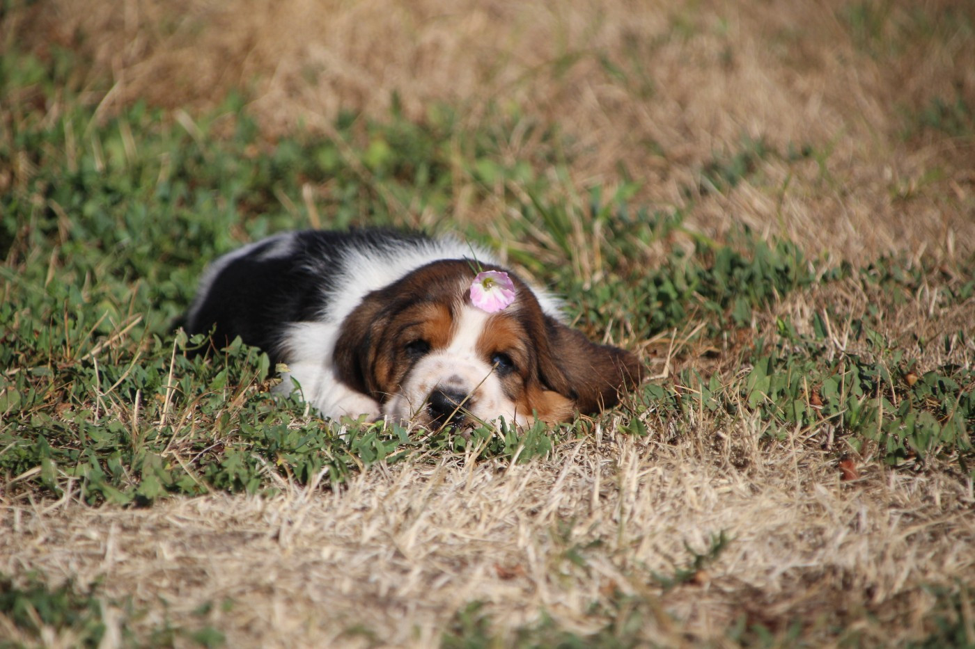 Chiot Basset Hound Des sources sacrees