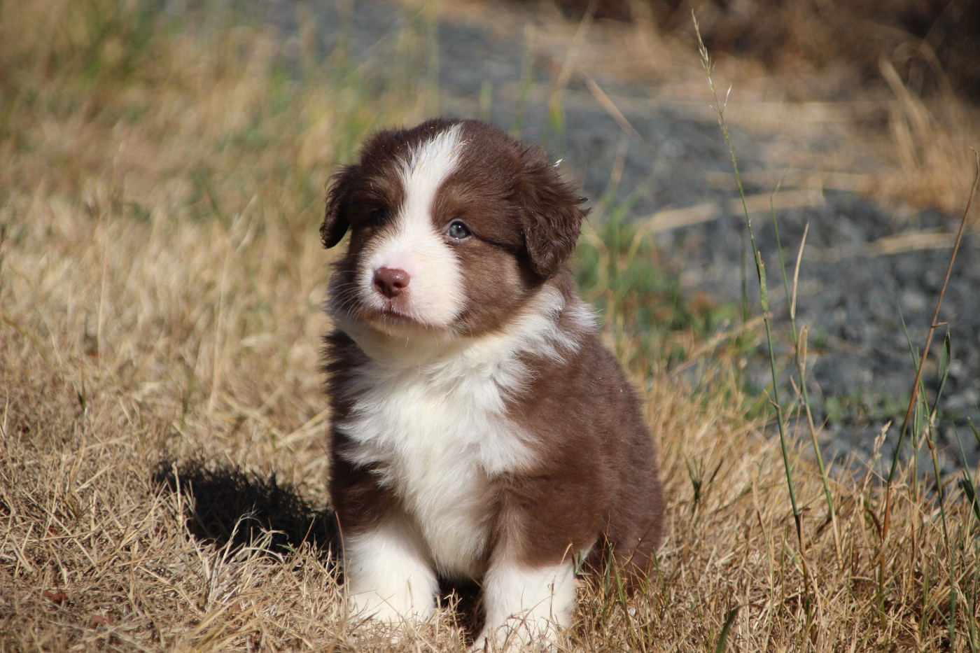 Des sources sacrees - Chiots disponibles - Berger Américain Miniature 