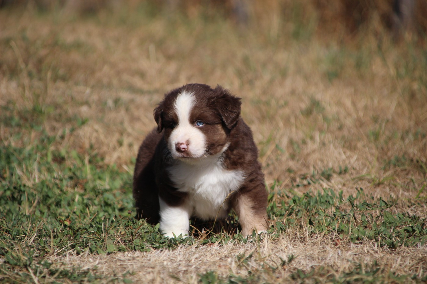 Des sources sacrees - Chiots disponibles - Berger Américain Miniature 