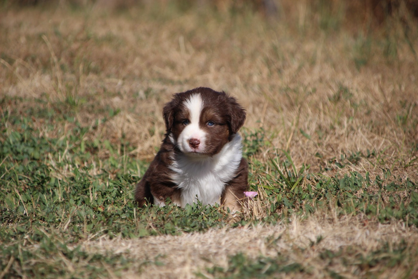 Des sources sacrees - Chiots disponibles - Berger Américain Miniature 