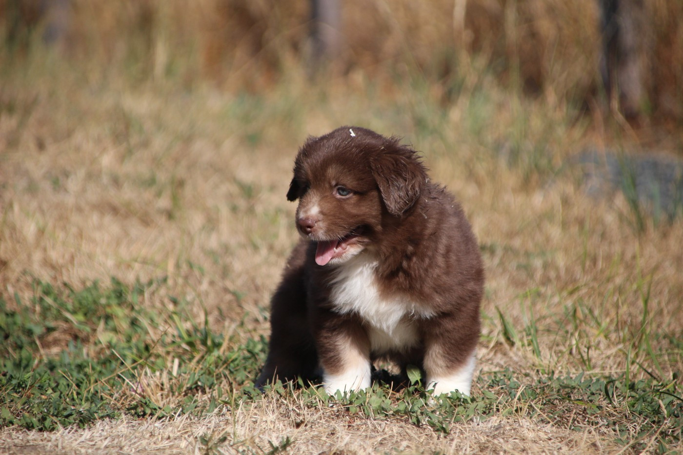 Des sources sacrees - Chiots disponibles - Berger Américain Miniature 