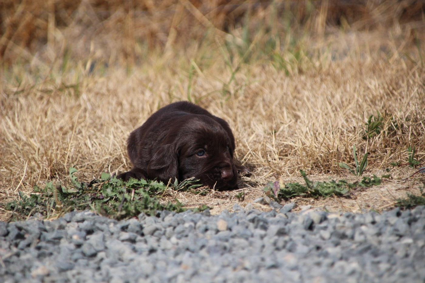 Des sources sacrees - Chiots disponibles - Chien d'Oysel allemand