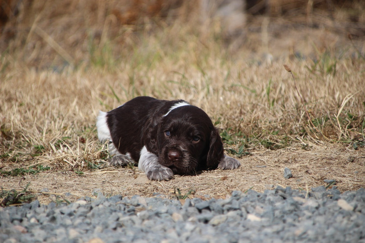 Des sources sacrees - Chiots disponibles - Chien d'Oysel allemand