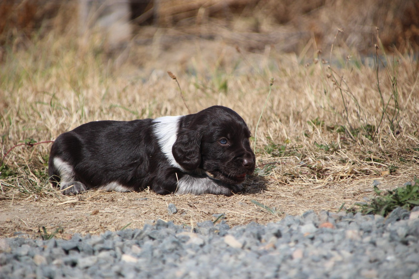 Des sources sacrees - Chiots disponibles - Chien d'Oysel allemand