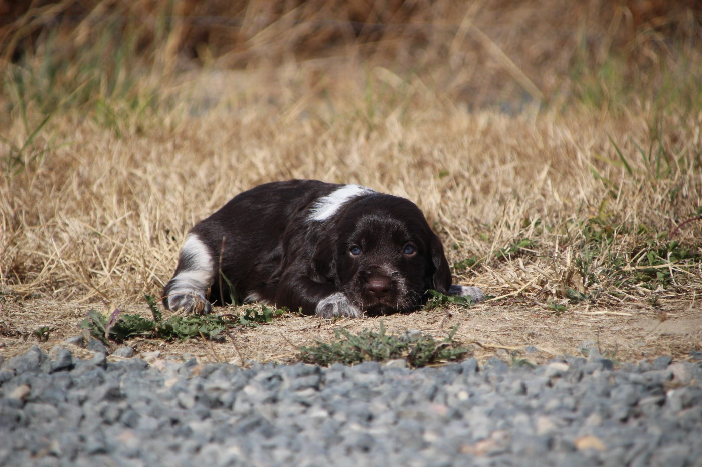 Des sources sacrees - Chiots disponibles - Chien d'Oysel allemand