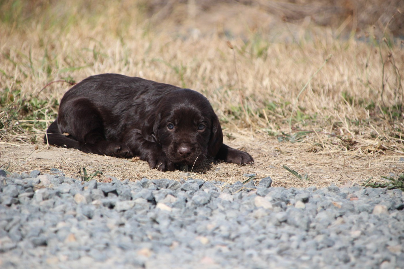Des sources sacrees - Chiots disponibles - Chien d'Oysel allemand