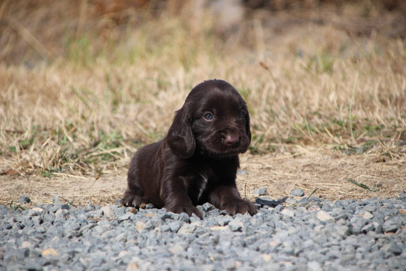 Des sources sacrees - Chiots disponibles - Chien d'Oysel allemand