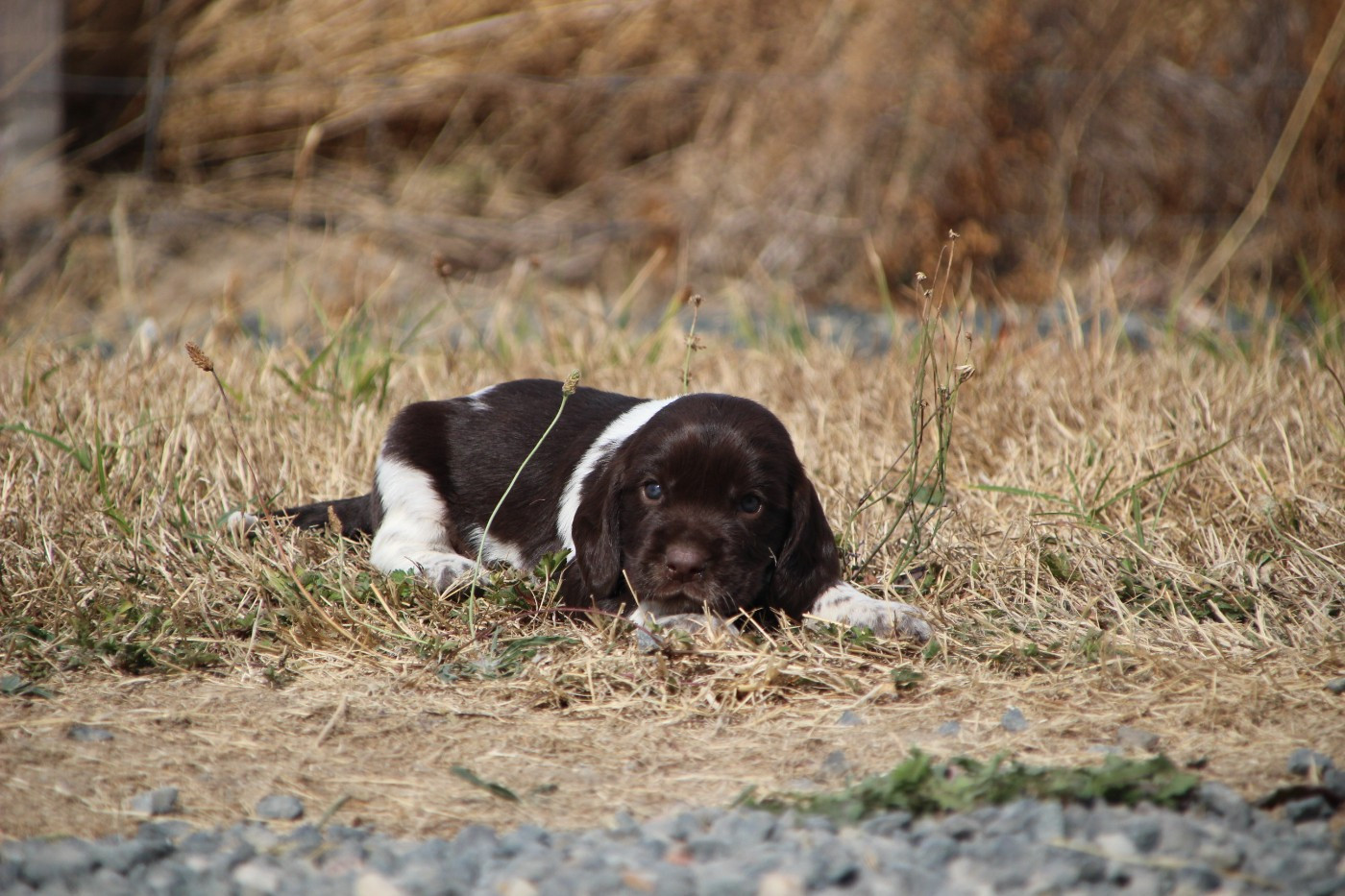 Des sources sacrees - Chiots disponibles - Chien d'Oysel allemand