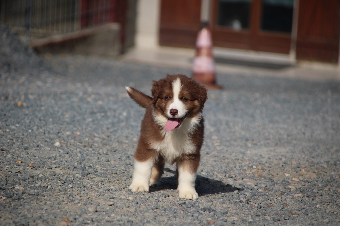 Des sources sacrees - Chiots disponibles - Berger Américain Miniature 