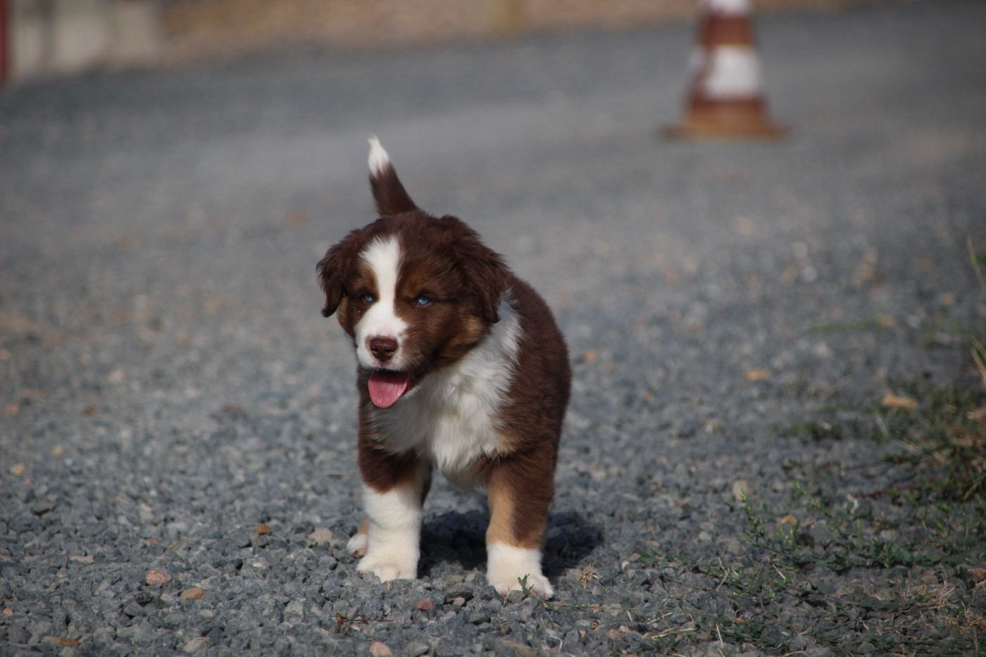 Des sources sacrees - Chiots disponibles - Berger Américain Miniature 