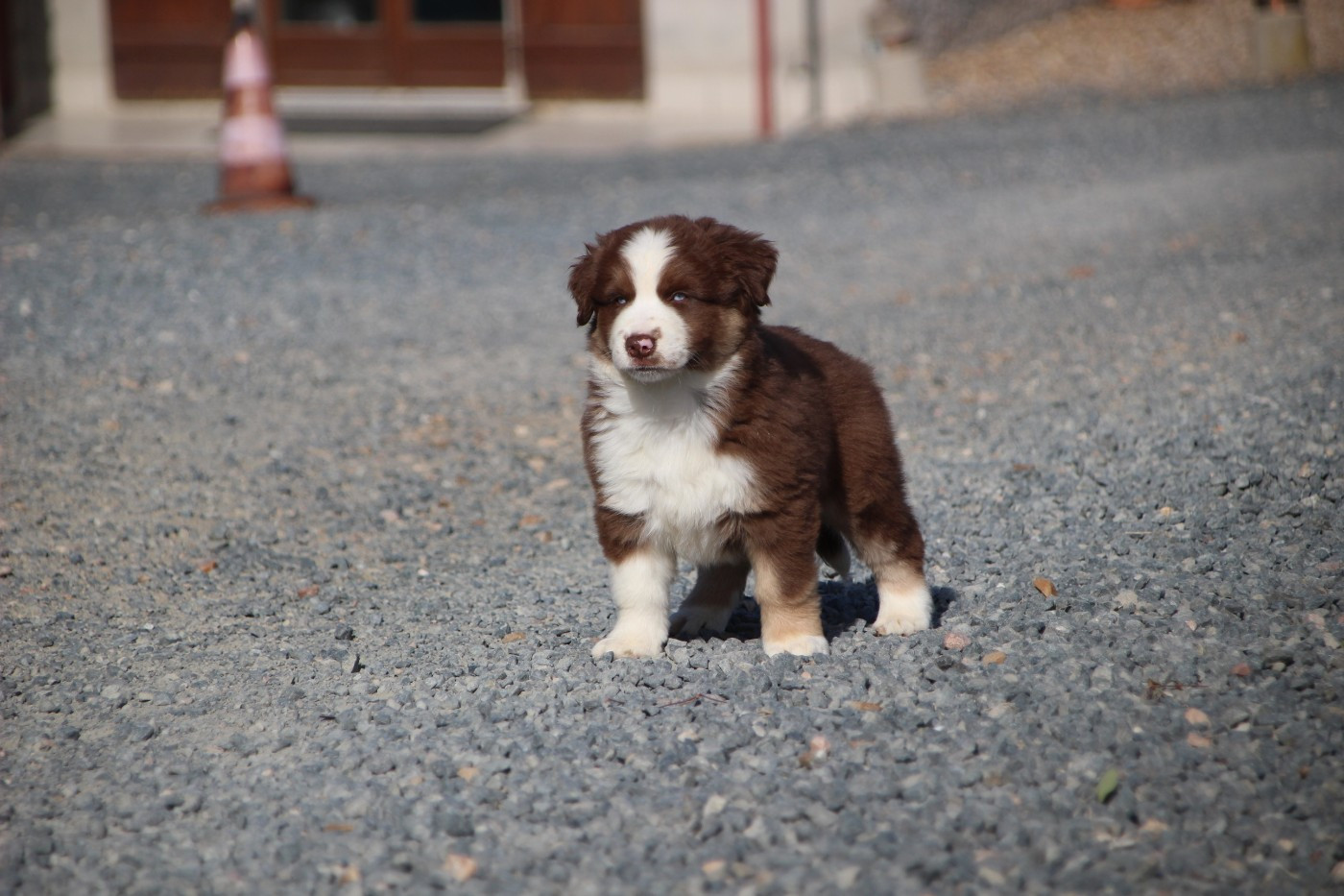 Des sources sacrees - Chiots disponibles - Berger Américain Miniature 