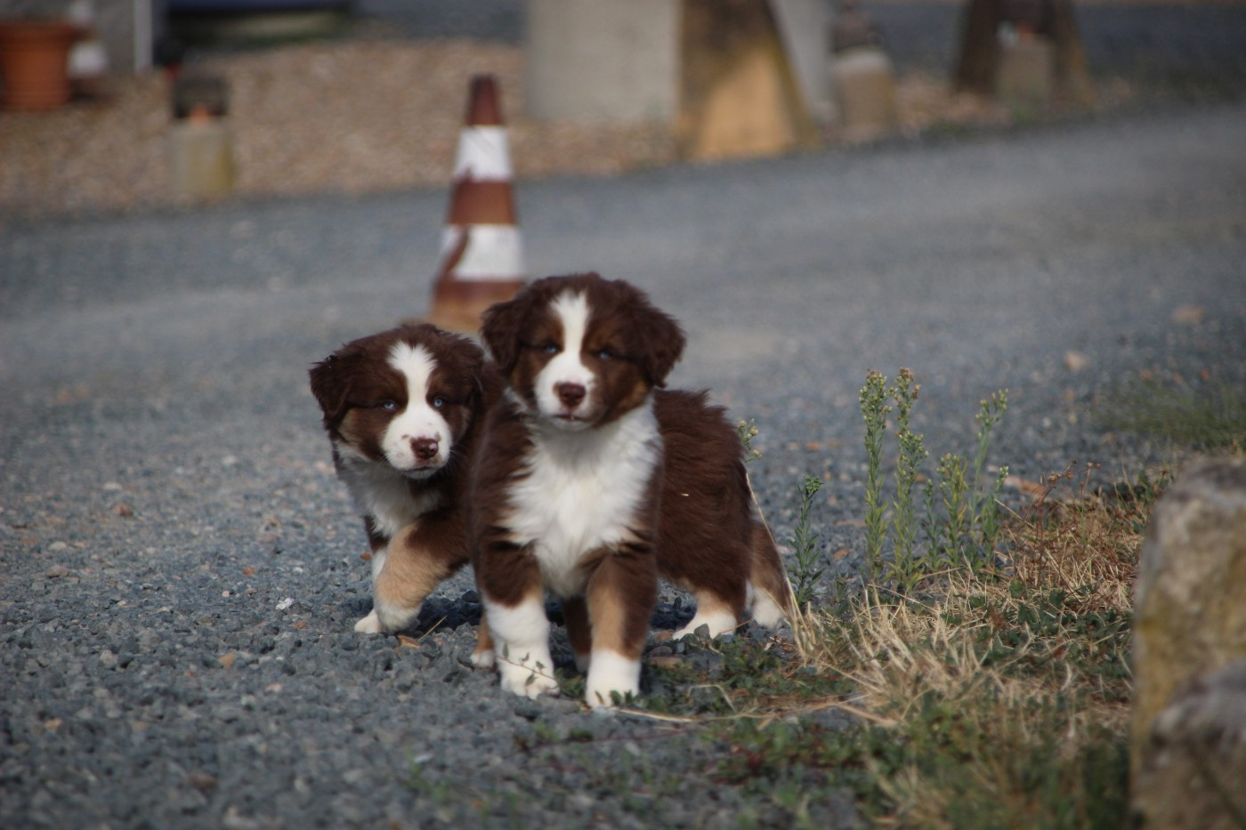 Chiot Berger Américain Miniature  Des sources sacrees