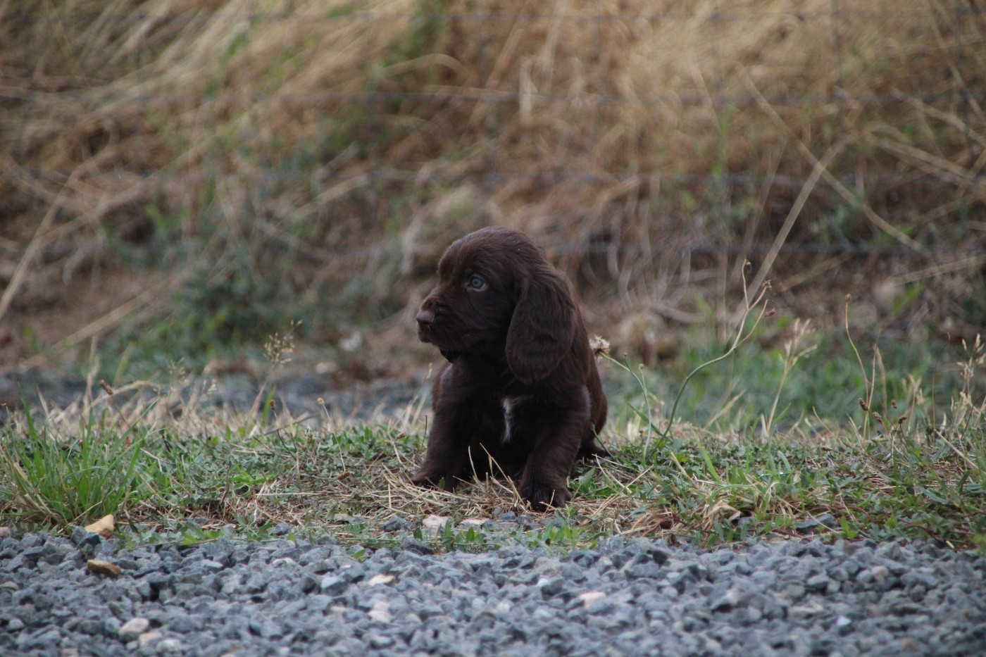 Des sources sacrees - Chiots disponibles - Chien d'Oysel allemand
