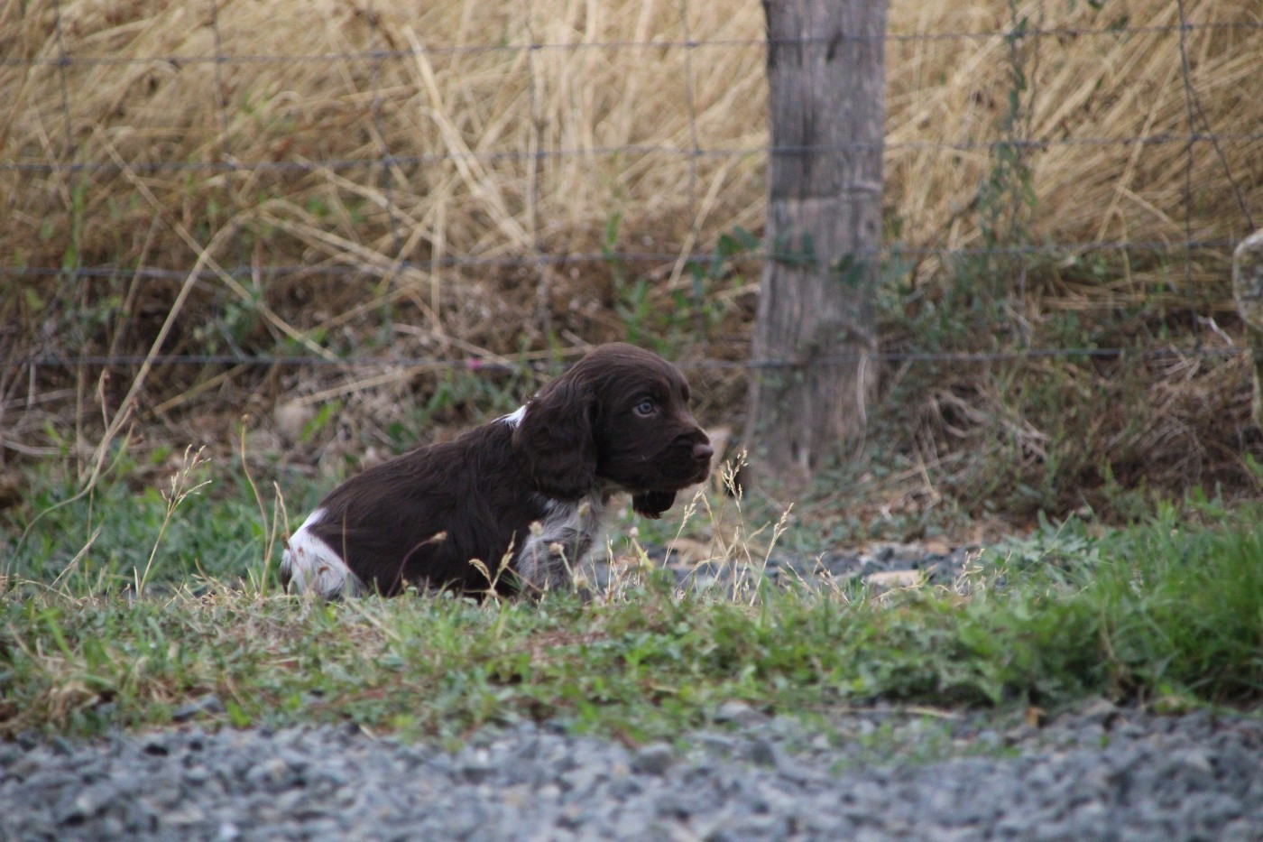 Des sources sacrees - Chiots disponibles - Chien d'Oysel allemand