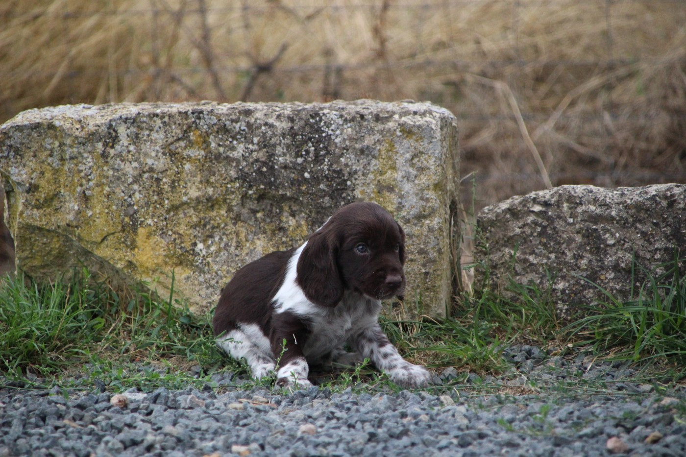 Des sources sacrees - Chiots disponibles - Chien d'Oysel allemand
