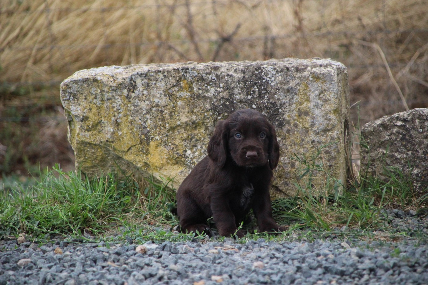 Des sources sacrees - Chiots disponibles - Chien d'Oysel allemand