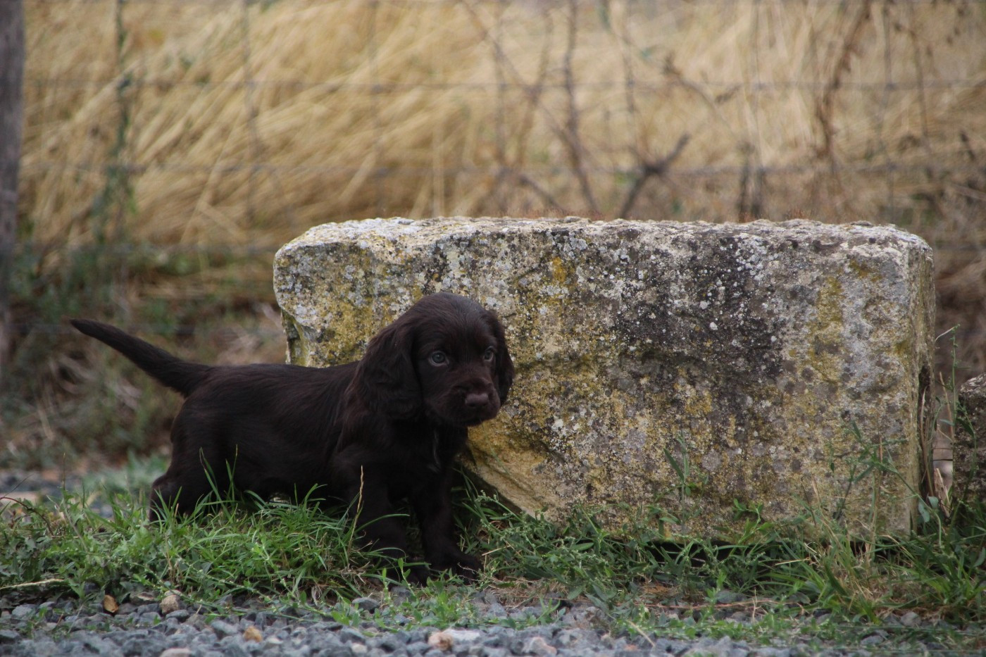 Des sources sacrees - Chiots disponibles - Chien d'Oysel allemand