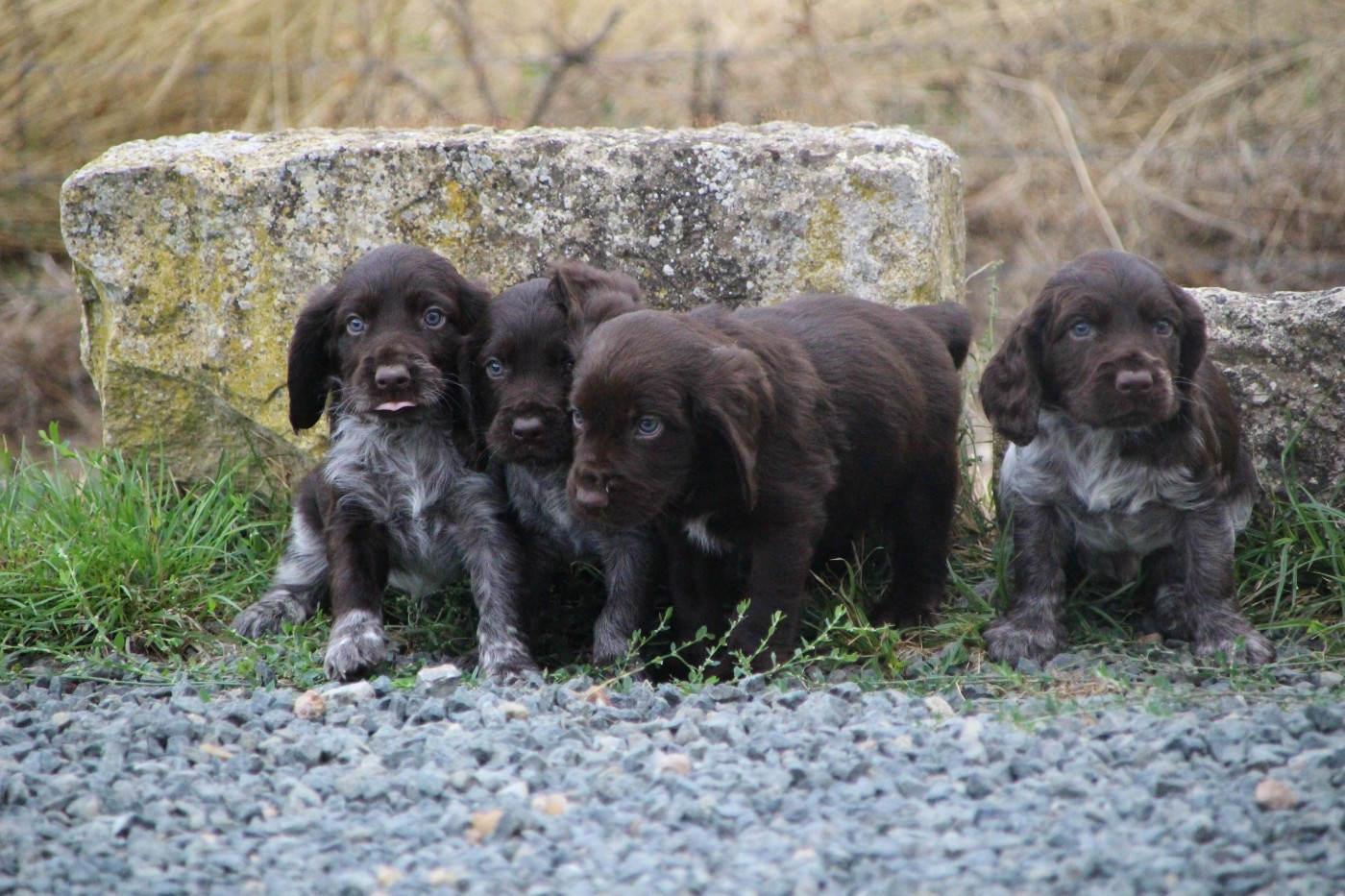 Chiot Chien d'Oysel allemand Des sources sacrees